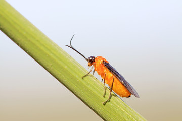 bee insects on the green plant stems