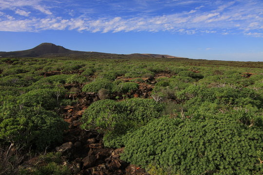 Lanzarote - Cueca De Los Verdes