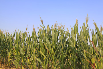 Fototapeta premium corn plant features