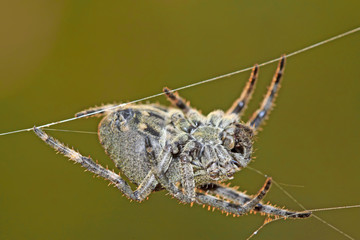 spider waiting online