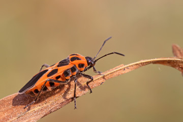 a stinkbug named  Tropidothorax elegans Distant on plant stems