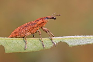 weevil