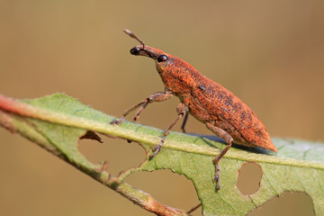 weevil