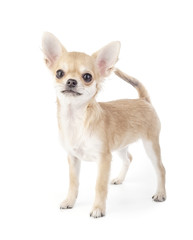 Stacking purebred chihuahua puppy on white background