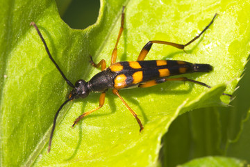 Strangalia attenuata / Capricorn beetle (long-horned)