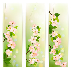 Three nature banners with blossoming tree brunch with spring flo