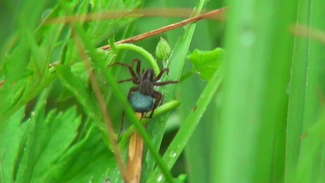 small black spider in green leaves