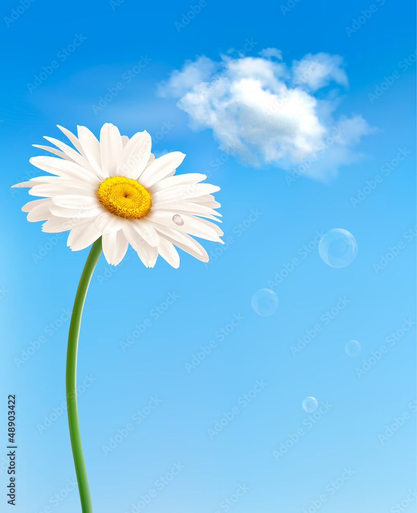 Fototapete Beautiful white daisy in front of the blue sky. Vector.