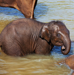 Elephant on Sri Lanka