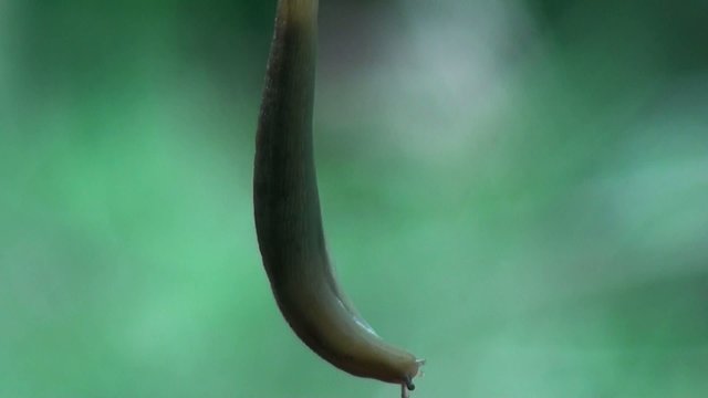 slug hanging upside down and spinning