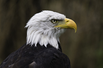 Weißkopfseeadler