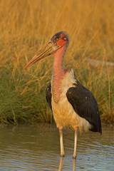 Marabou stork; Leptoptilos crumeniferus