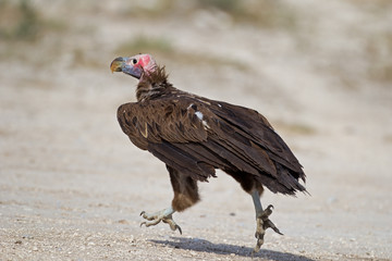 a Running Lappet-feced vulture; Torgos tracheliotus