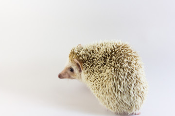 Hedgehog