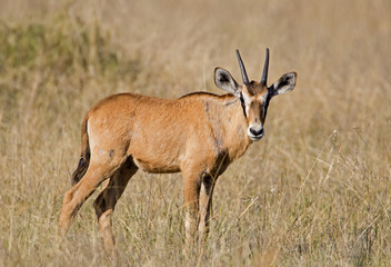 Naklejka na ściany i meble Oryx cielę; Oryx Gazella
