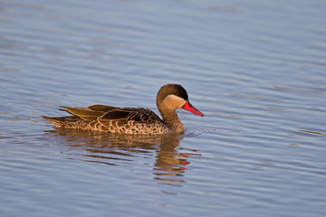 Red-billed teal; Anas erythrorhyncha