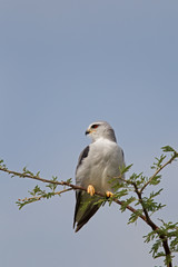 Black-shouldered Kite, Elanus caeruleus