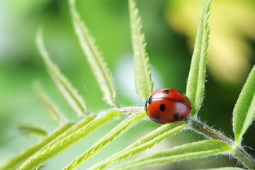 ladybug on leaf