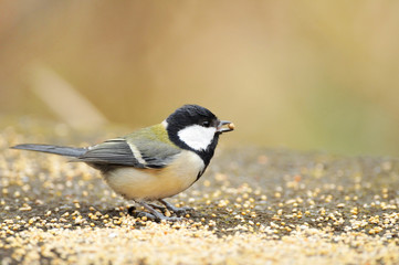 シジュウカラの食事