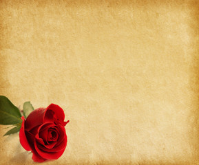 old paper texture with dark red rose