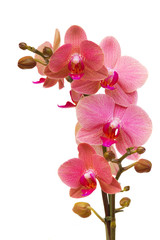 pink orchid branch