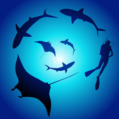 Shark and diver, swimming with sharks