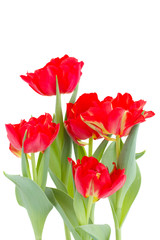 Obraz premium bouquet of red tulips
