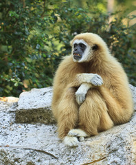 White-handed Gibbon