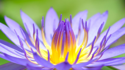 Purple Lotus
