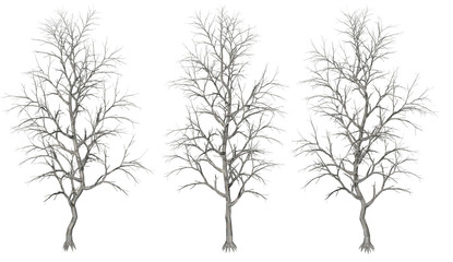 Set of three different shape of tree
