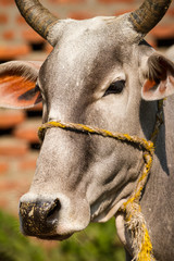 Beautiful portrait of a grey Indian cow