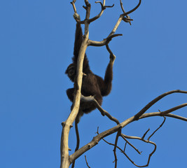 White-handed Gibbon