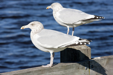 sea gulls, Maine, USA