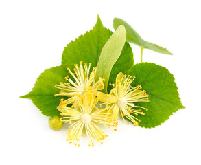 fresh lime flowers