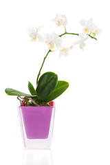 miniature white orchid arrangement centerpiece in vase isolated