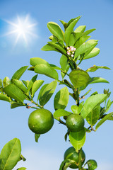 Branch with growing lemons