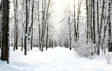 Sun in the winter forest