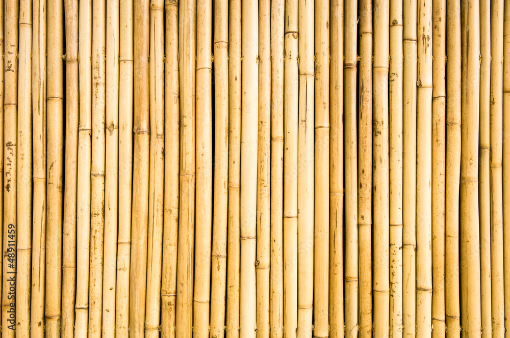 Wall mural bamboo