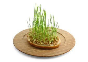 germinated wheat