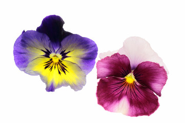 鮮やかなパンジー2輪