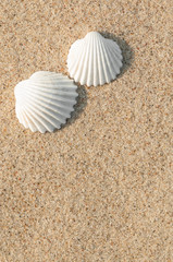 Fototapeta na wymiar Dwa małże w piasek, ludzie, wakacje, lato, dla dwóch