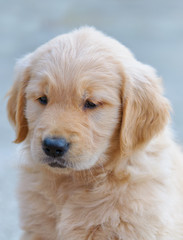 portrait of a golden retriever puppy