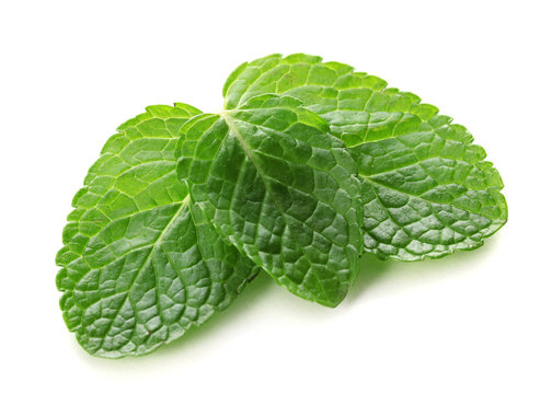 Mint isolated on white