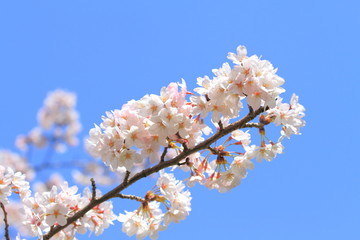 桜