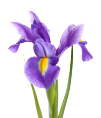 Fleur d& 39 iris violet, isolé sur blanc