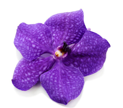 Fototapeta Purple orchid flower, isolated on white