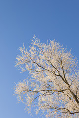 frosted willow background