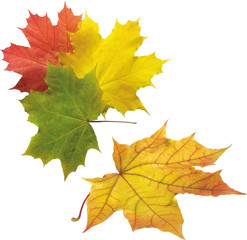 foglie acero gialle verdi rosse