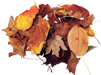 foglie secche marroni