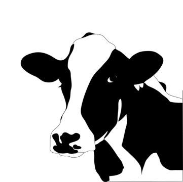 Portrait big black and white cow vector